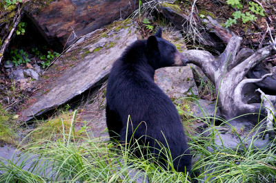 In Alaska leben auch Schwarzbären.