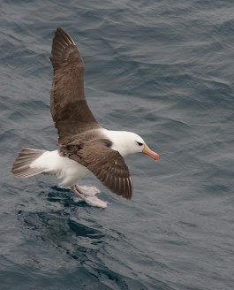 Auf See – Richtung Südgeorgien