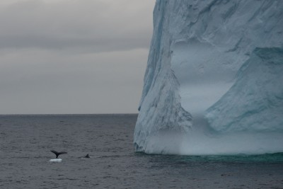 Die Schwanzflosse eines Buckelwals im Vergleich mit der Grösse des Eisberges