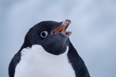 Adelie Pinguin isst Schnee