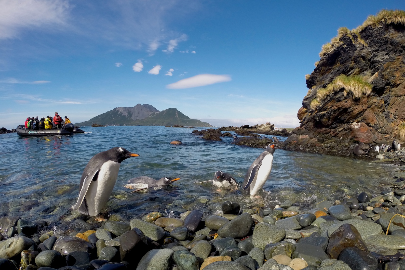 Neugierige Eselspinguine