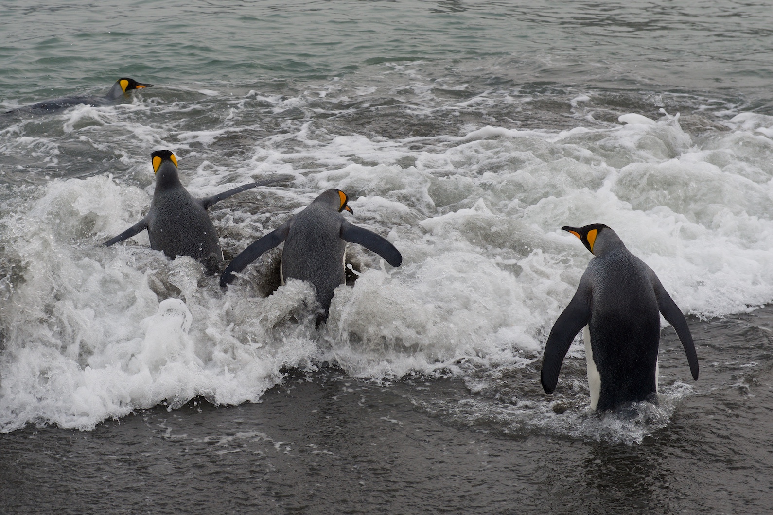 Intermezzo mit jungen Antarktischen Seebären