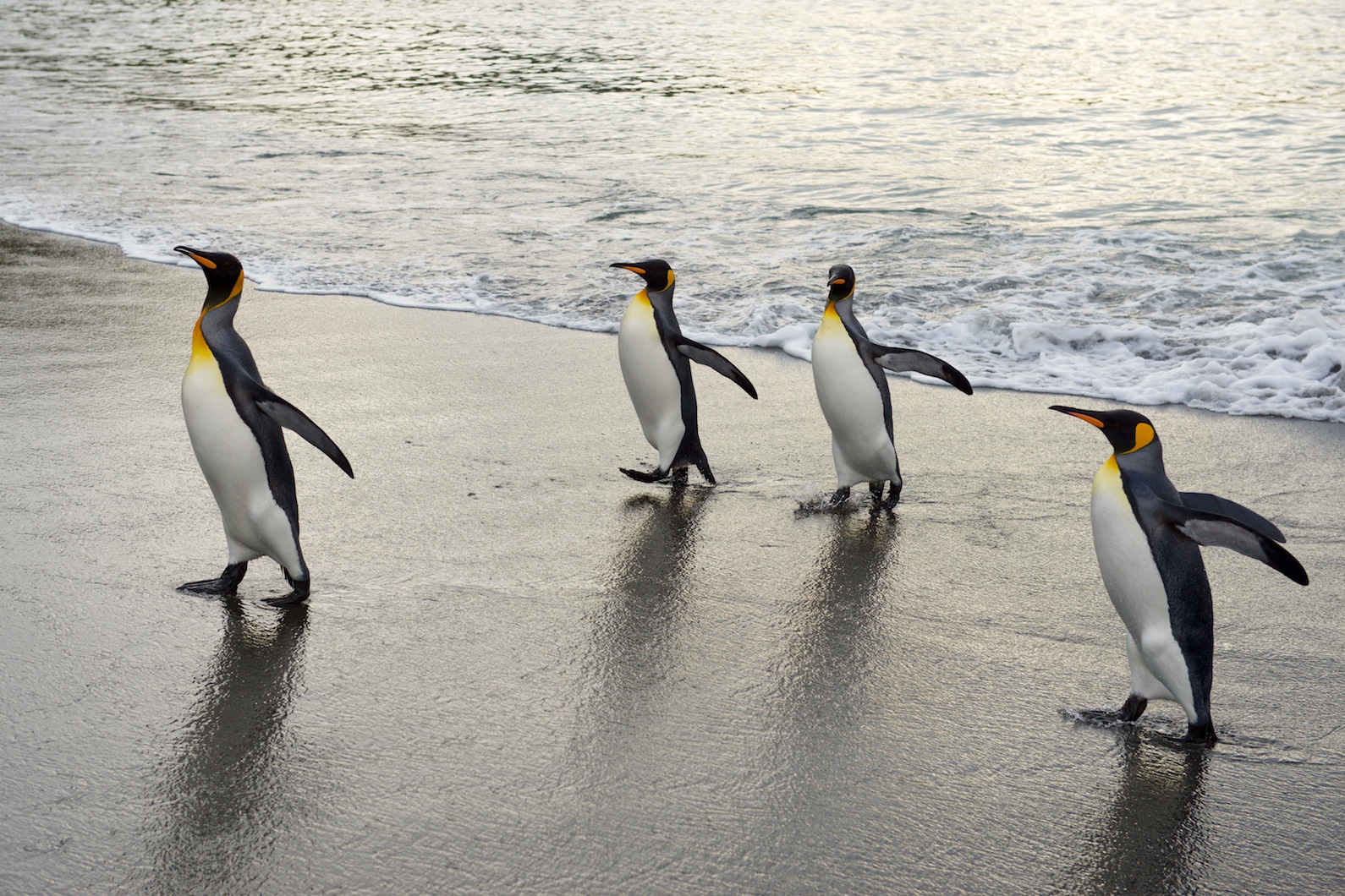 Königspingine am Strand