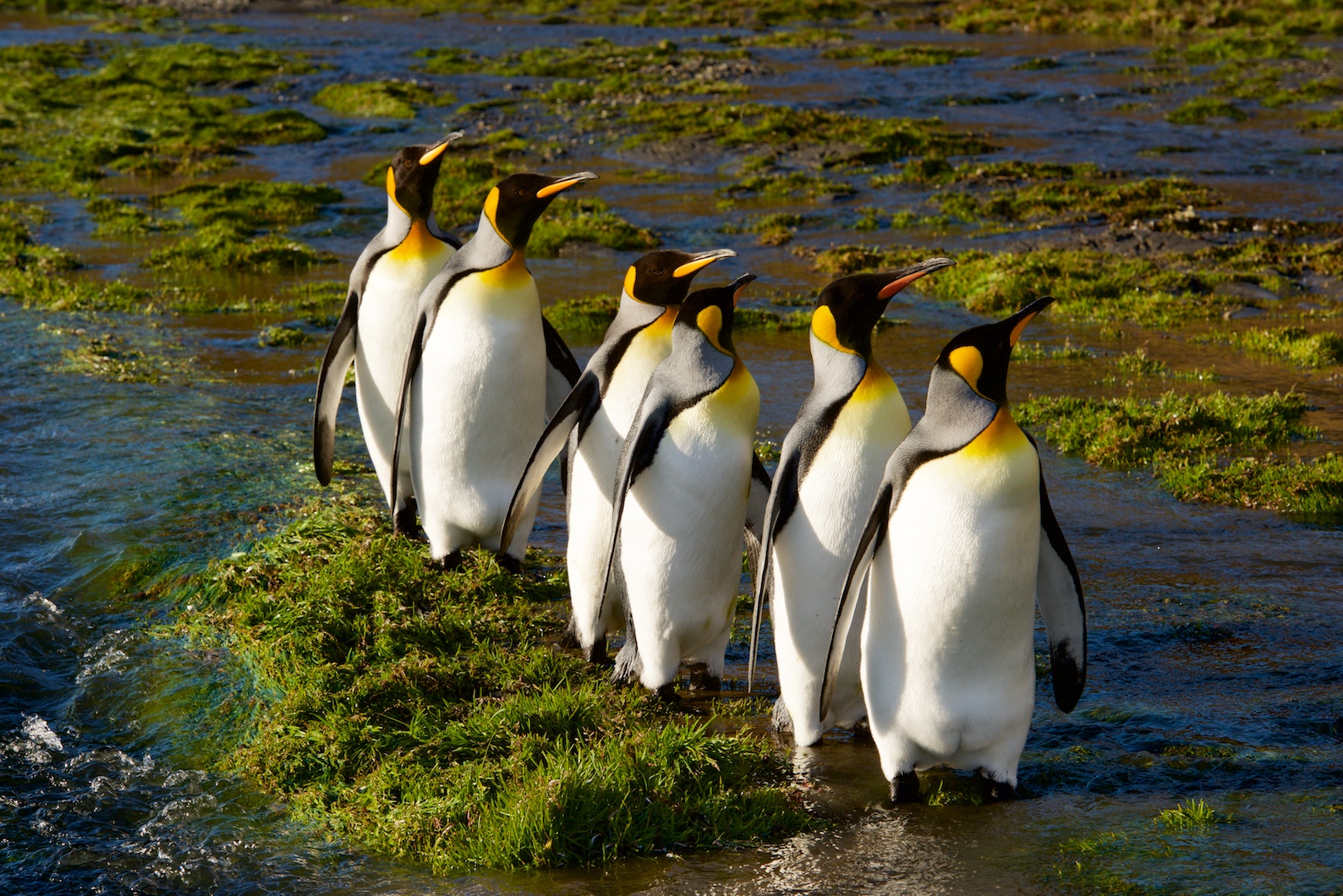 Königspinguinparade