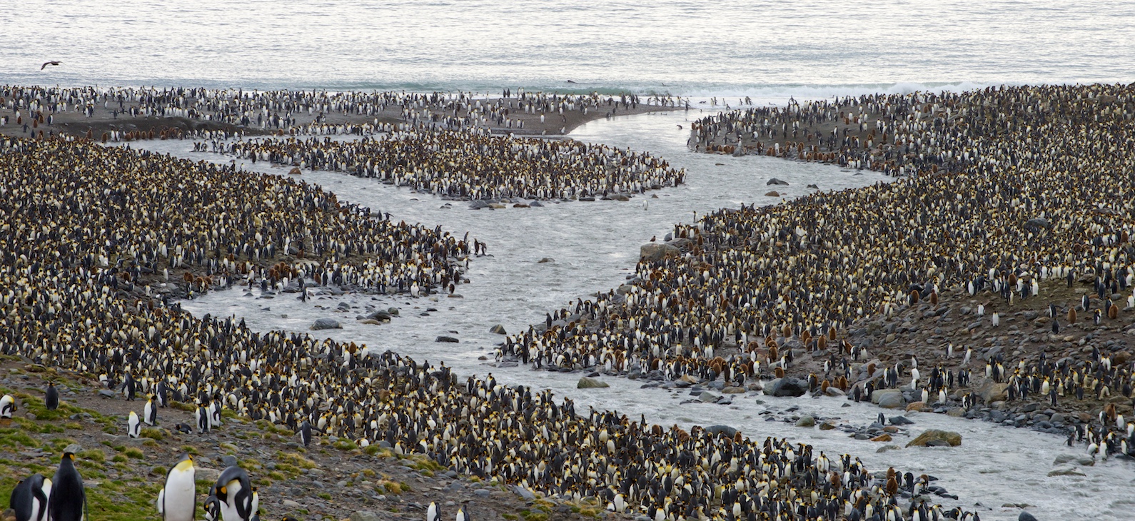 Die grösste Königspinguinkolonie in Südgeorgien