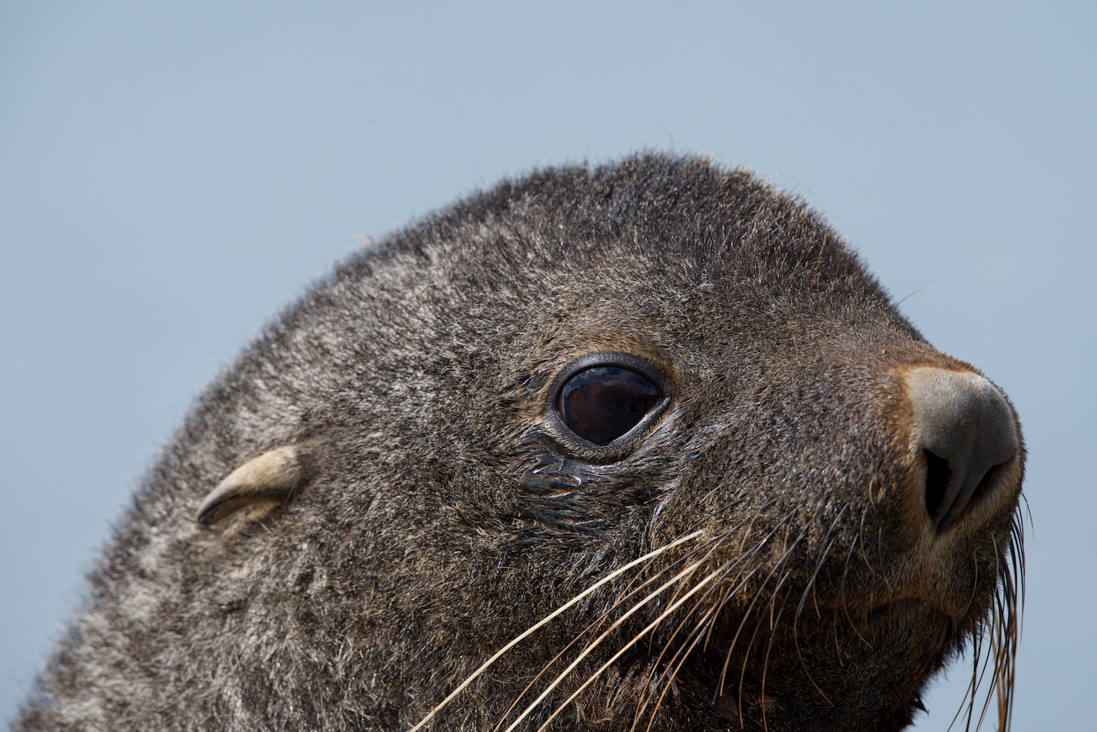 Junge antarktische Seebären spielen, während die Mütter im Meer Futter für sie jagen.