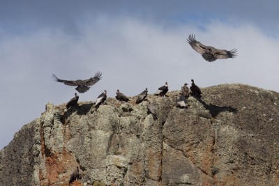 Die Kondore verbringen die Mittagsruhe in Gruppen auf einem Felsvorsprung