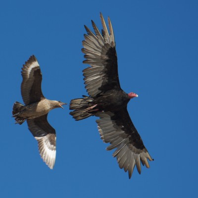 Vögel Falklandinseln
