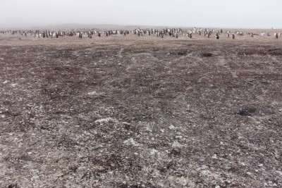 Kein Schnee sondern Federn der mausernden Pinguine