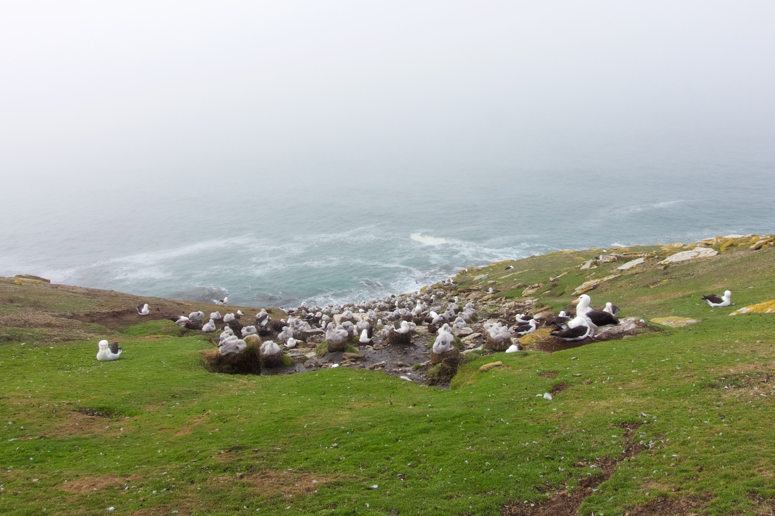 Brutkolonie von Schwarzbrauenalbatrossen