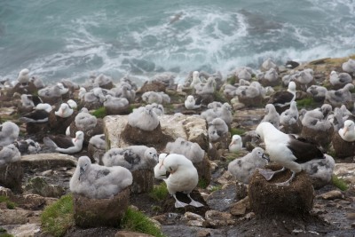 Albatrosse eben das ganze Jahr über auf dem Meer und kommen nur zur Brutzeit an Land.