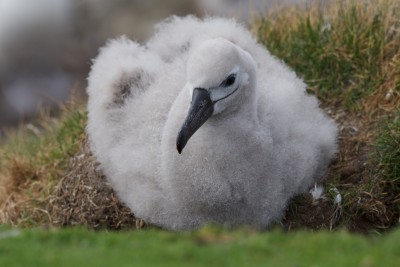 Ein Albatrosspaar zieht in der Regel ein Junges gross.
