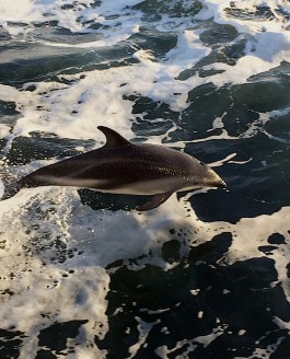 Auf See – Richtung Falklandinseln