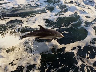 Schwarzdelfine in Zeitlupe