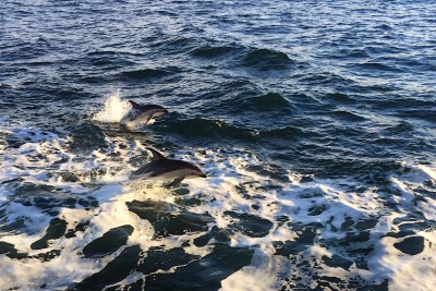 Schwarzdelfine folgen dem Schiff