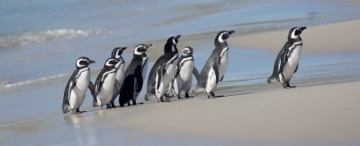 Magellan-Pinguin (Magellanic Penguin)