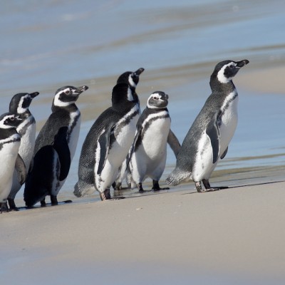 Sieben Arten von Pinguinen