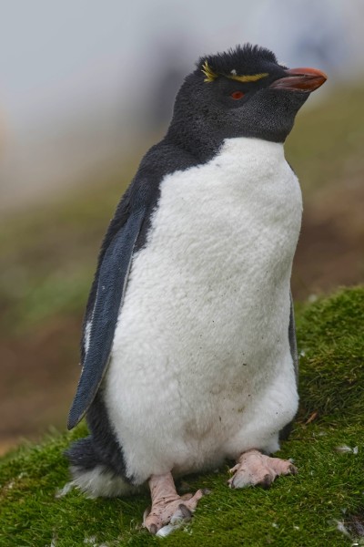 Felsenpinguin (Rockhopper Penguin))