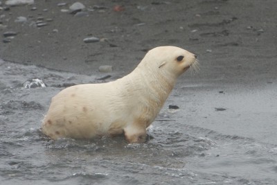Junger weisser Antarktischer Seebär