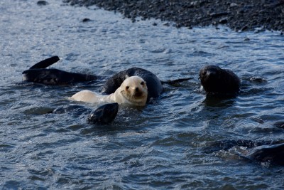 Weisser junger Antarktischer Seebär inmitten seiner braungrauen KollegInnen.