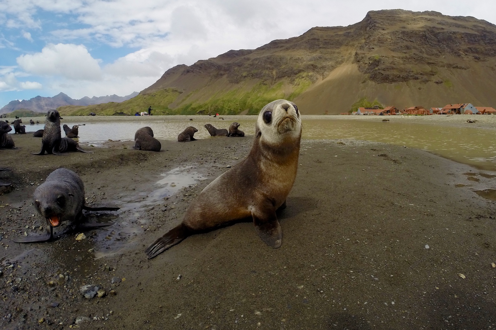 Die jungen Antarktischen Seebären sind sehr neugierig.