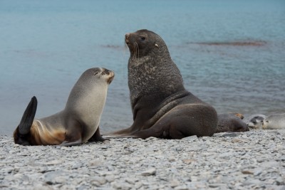 Atlantischer Seebär-Vater mit Jungem