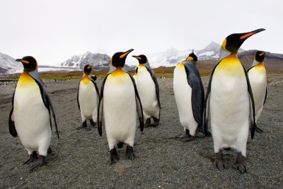 Der Abstand zu den Pinguinen sollte mindestens sechs Meter betragen, sofern sie nicht von sich aus näher kommen ....