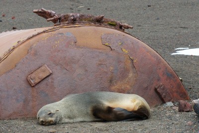 Antarktischer Seebär vor rostigem Tank