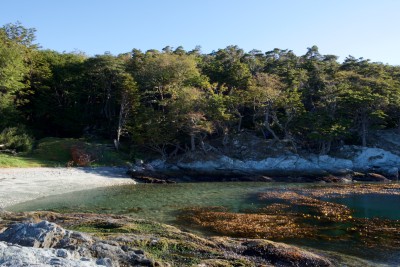 Hauptziel des Parkes ist der Schutz der südlichsten subantarktischen Wälder.