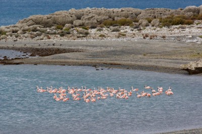 Flamingos im Lago Sarmiento