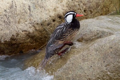 Sturzbachente - leider nur das Männchen - das Weibchen wäre bei dieser Entenart auch sehr hübsch