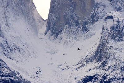 Ein Andenkondor kreist vor der imposanten Bergkulisse.