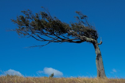 Es windet so oft und stark in Patagonien, dass man das vielen Bäume ansieht.