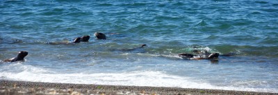 Junge Seelöwen sind am Ufer unterwegs