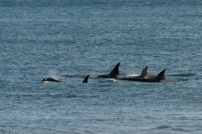 Die Orcas erscheinen in Gruppen.