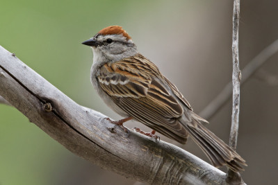 Baumammer (American Tree Sparrow)