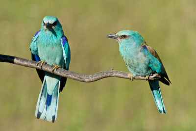 Blauracke Weibchen und Männchen