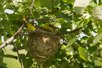 Priol Weibchen im Nest