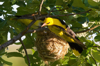 Nur selten sind Weibchen und Männchen am Nest.