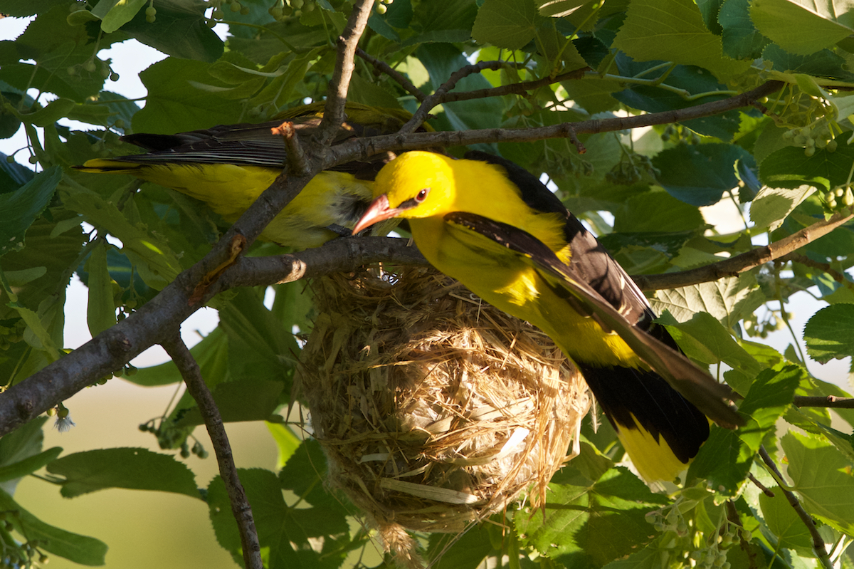 Nur selten sind Weibchen und Männchen am Nest.
