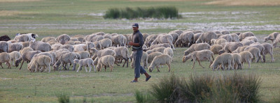 Schafhirt mit Herde