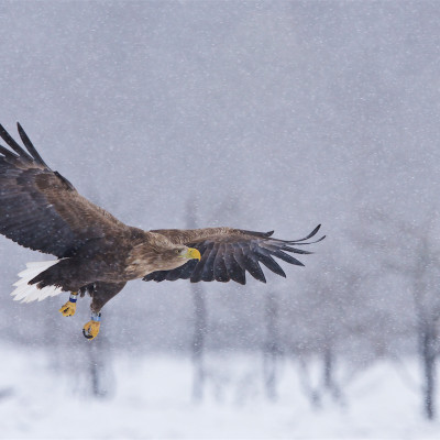 Birdsafari Sweden