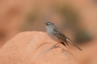 White-crowned Sparrow (Dachsammer)