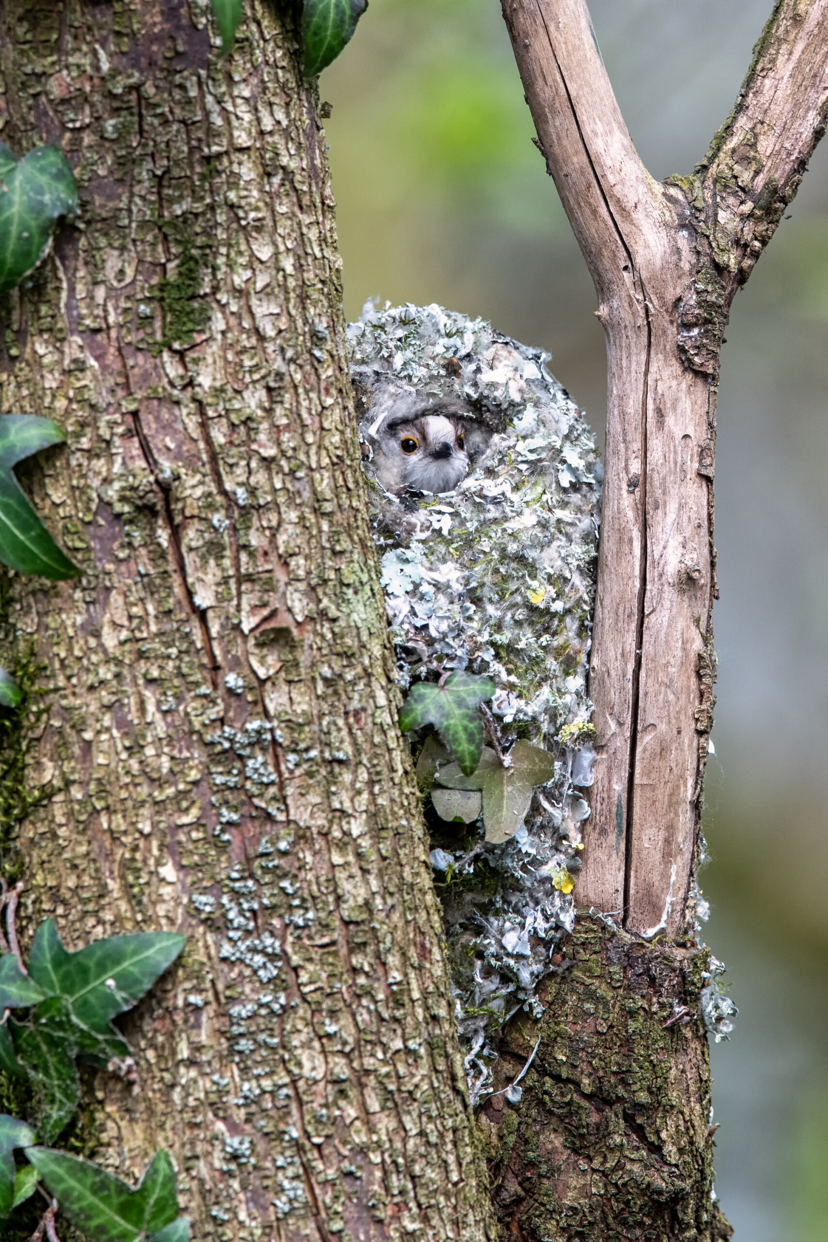 Schwanzmeise_Choller