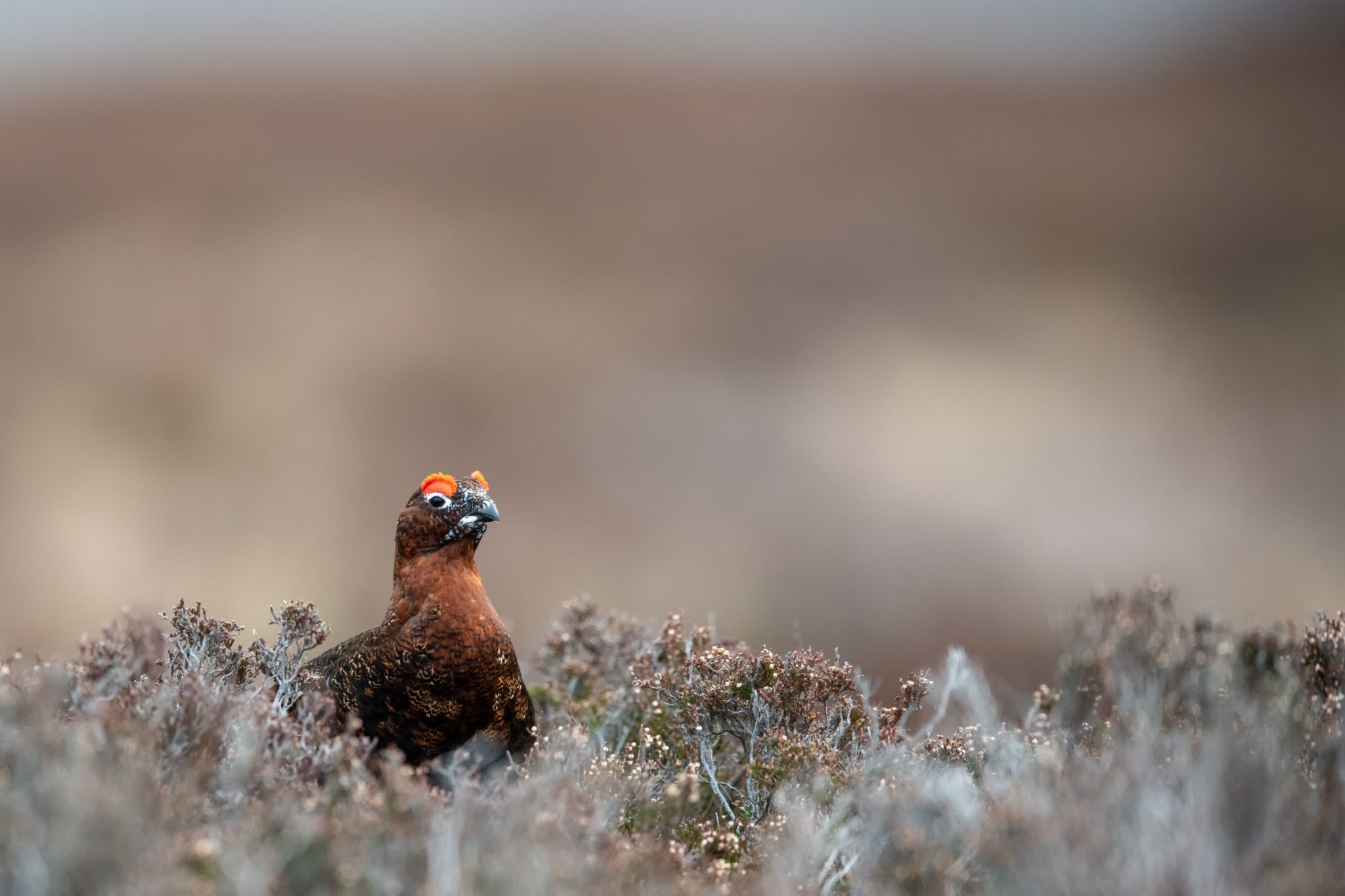Schottisches Moorschneehuhn