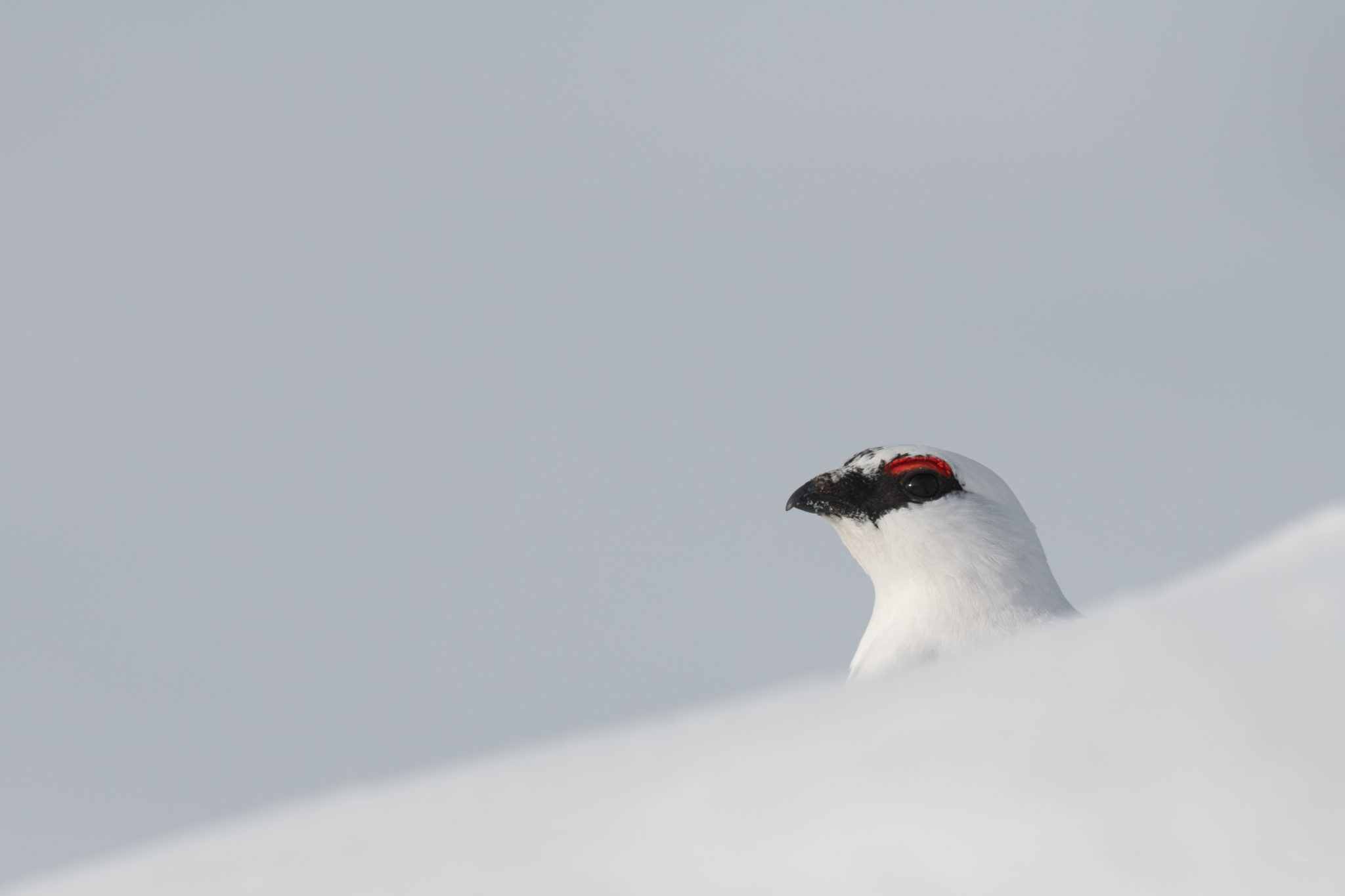 Alpenschneehuhn Männchen