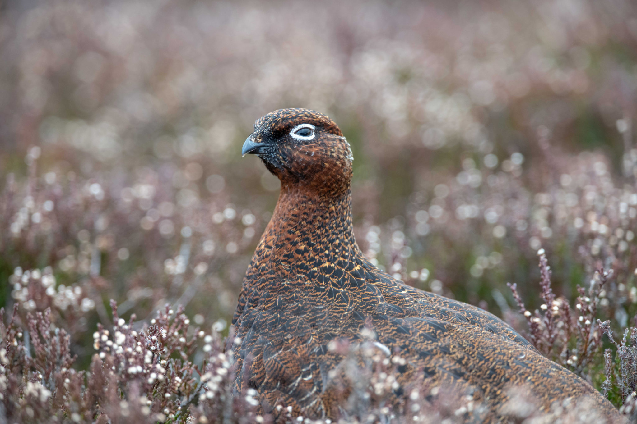 Schottisches Moorschneehuhn Weibchen