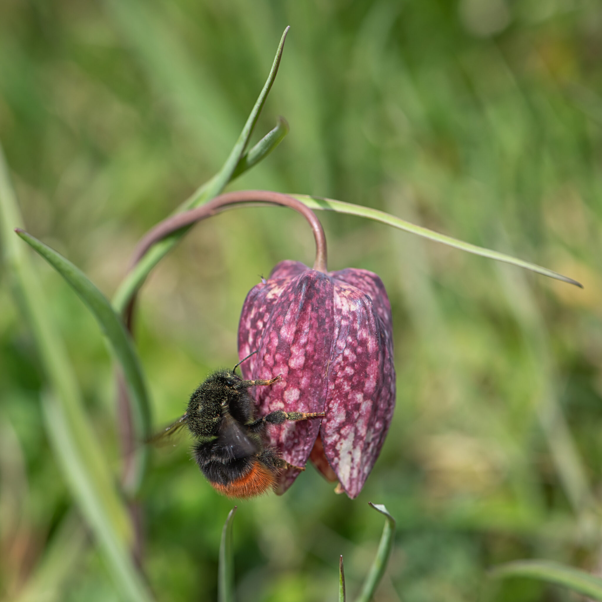 Schachbrettblume_mit_Hummel