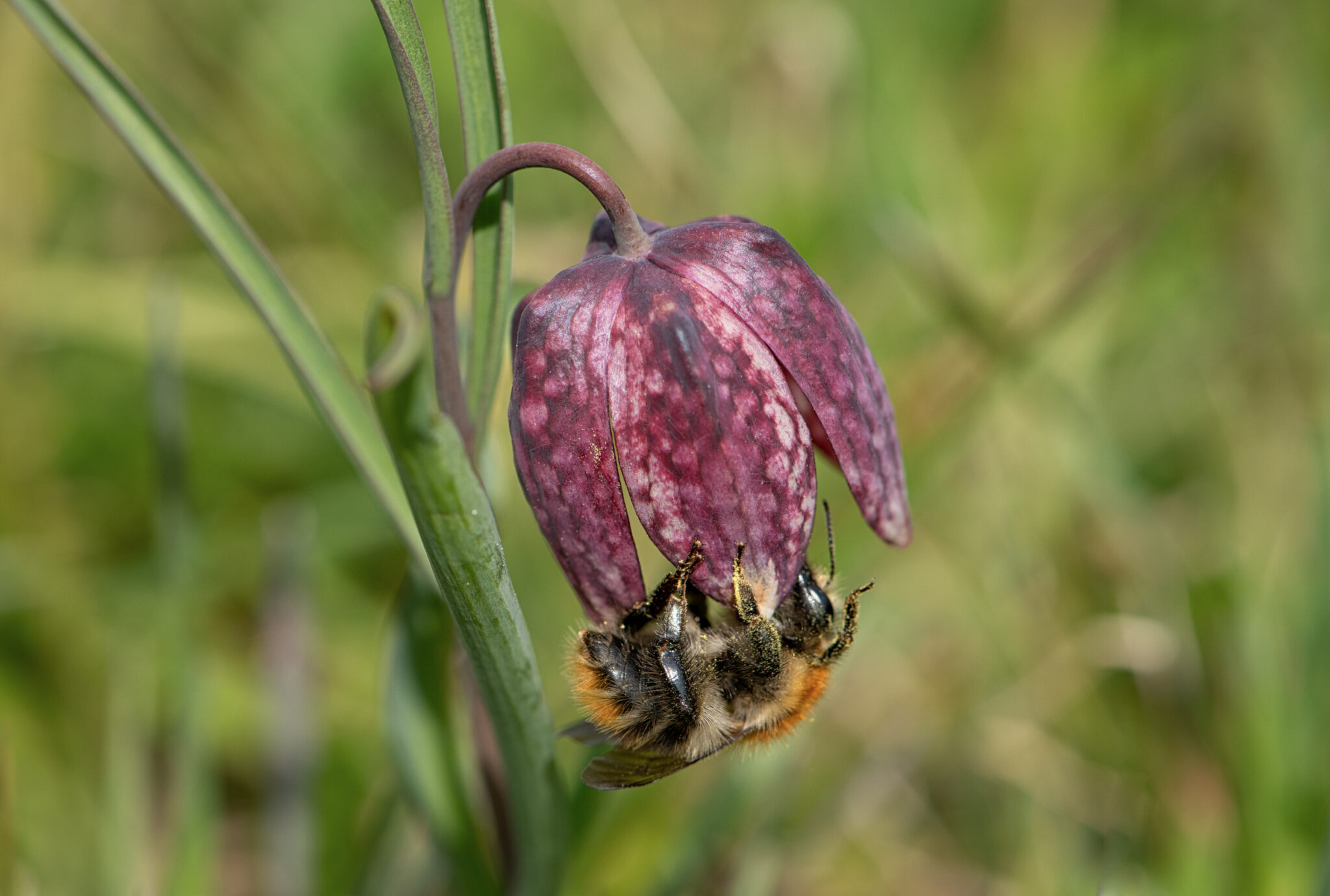 Schachbrettblume_mit_Hummel