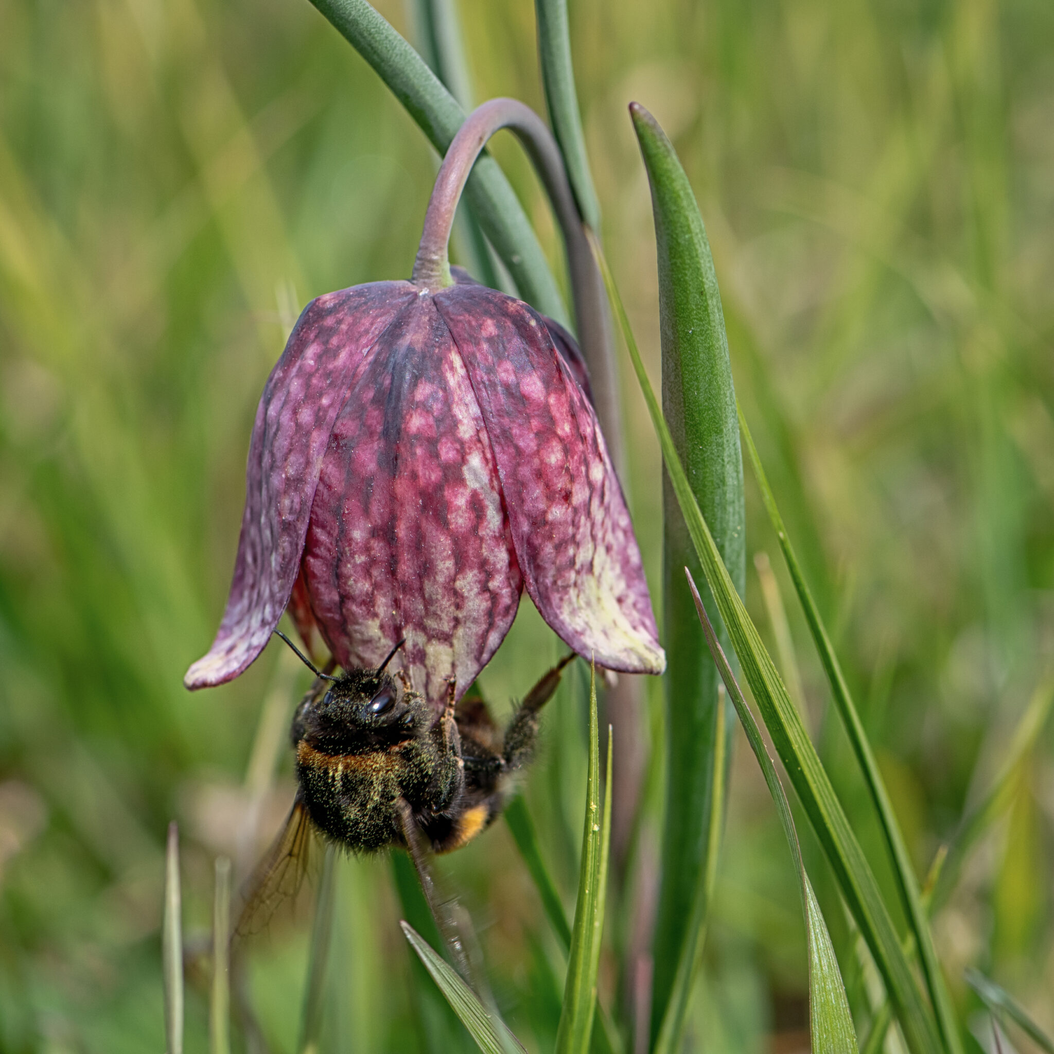 Schachbrettblume_mit_Hummel